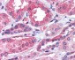 CD316 / IGSF8 Antibody (Internal)